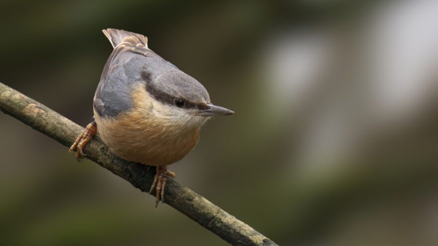 Nuthatch perched headfirst on a narrow branch