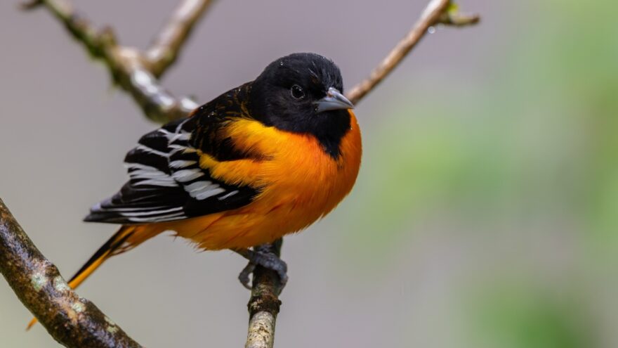 Black and orange oriole on a thin branch