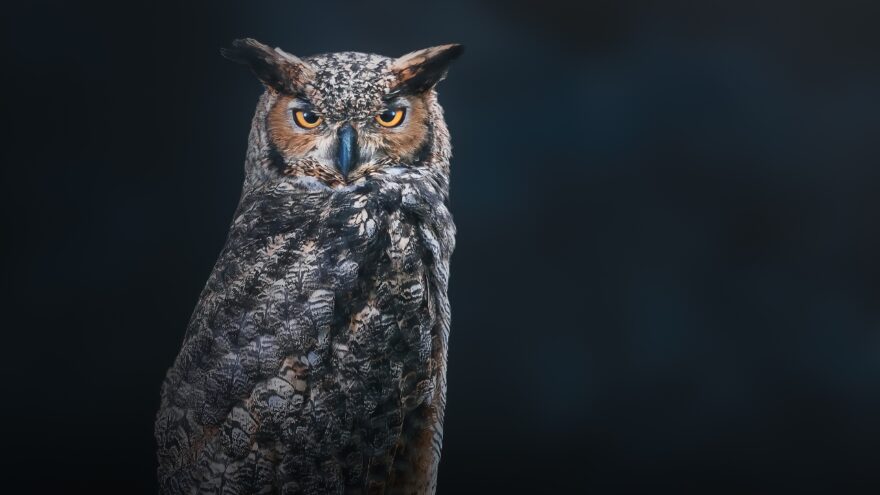 A great horned owl stares ahead against a dark background