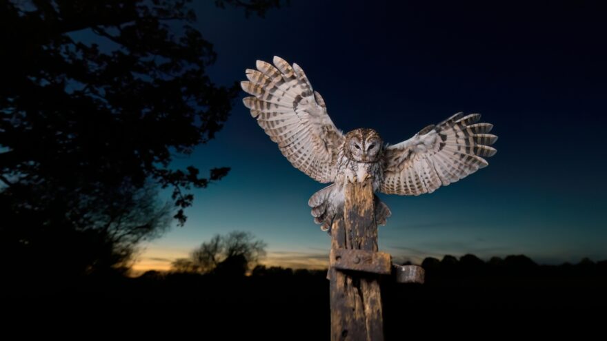 A tawny owl spreads its wings on a wooden post at dusk