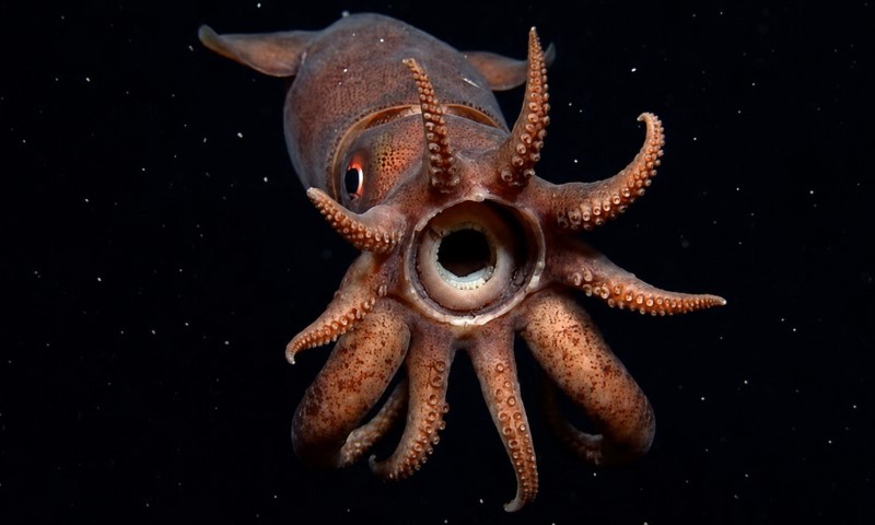 Close-up of a deep-sea squid with red-brown skin and large eyes, extending its tentacles against a dark sea background