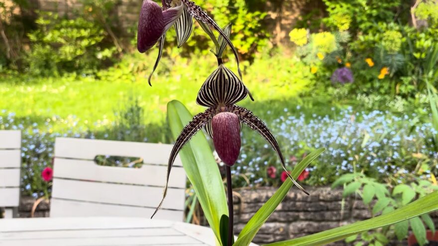 A striped Rothschild’s slipper orchid stands beside a white garden bench