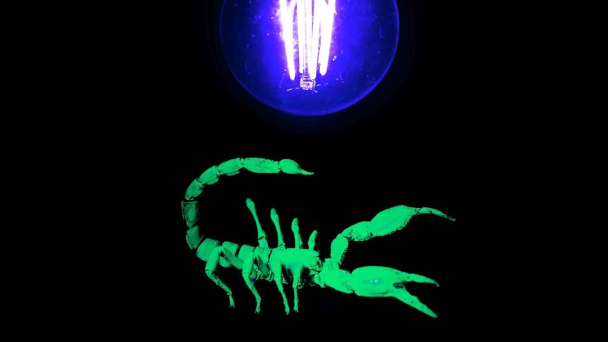 A bright green scorpion fluoresces under a purple ultraviolet light against a completely black background, with its pincers raised and tail curled.