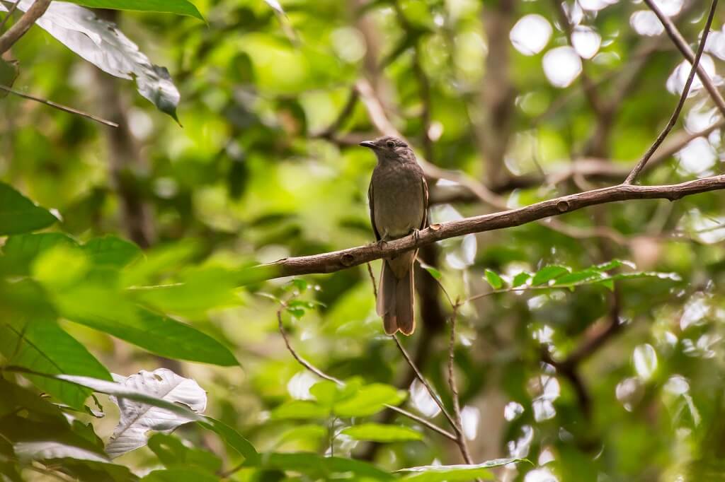 Screaming Piha photographed in Linhares, Espirito Santo