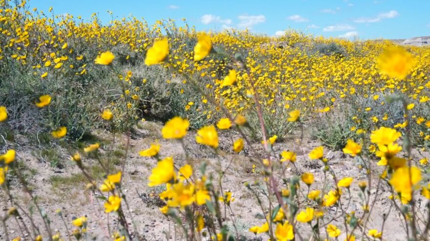 Yellow desert wildflowers fill a dry field