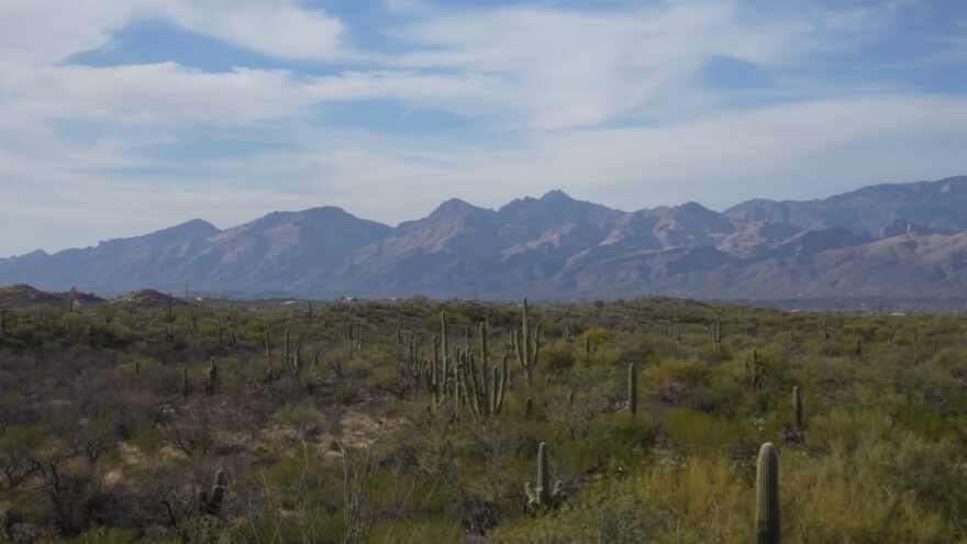 Saguaro cacti stand across a desert plain with mountains in the distance