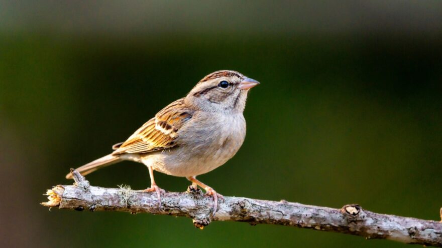 Brown sparrow perched on a branch against a dark green background