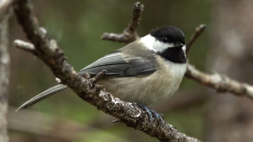 A black-capped chickadee rests on a tree branch