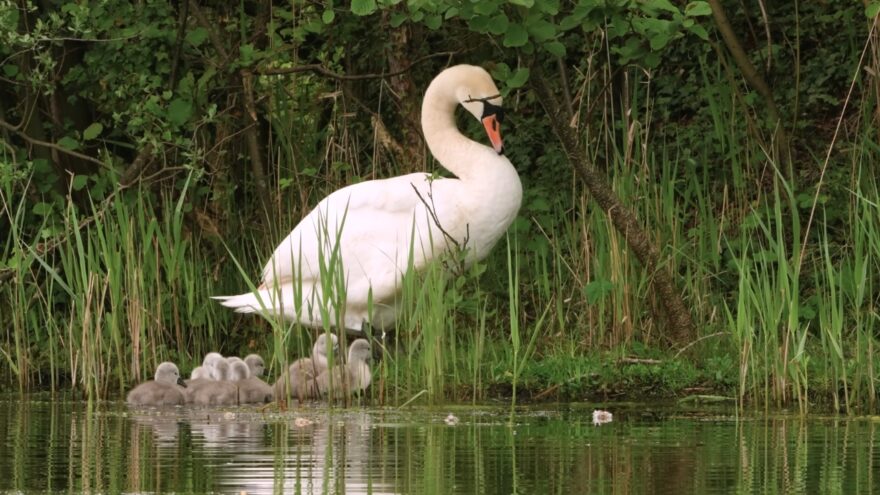 Mute swan stands beside its cygnets near tall grass at the edge of a pond