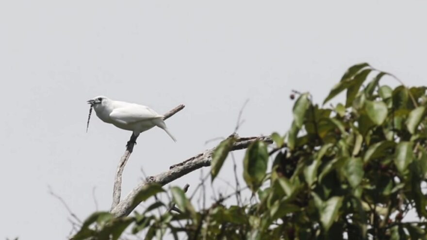 White male white bellbird perched on a bare tree branch above the Amazon forest canopy, displaying its distinctive black facial wattle against a pale sky