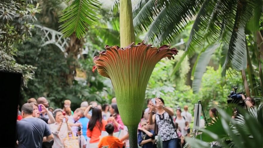 A titan arum corpse flower blooms in a crowded tropical greenhouse