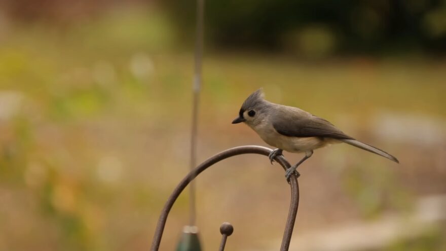 Gray titmouse on a curved feeder hook