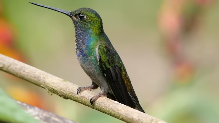 Green hummingbird rests on a branch during spring migration