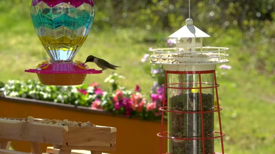 Hummingbird drinks nectar from a backyard feeder in spring