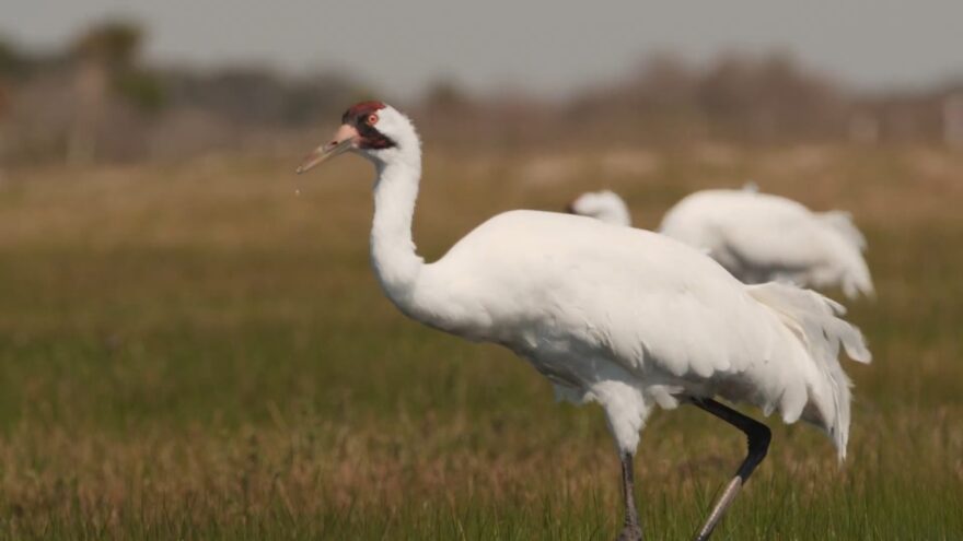 Whooping crane walks through a grassy wetland with other cranes behind it