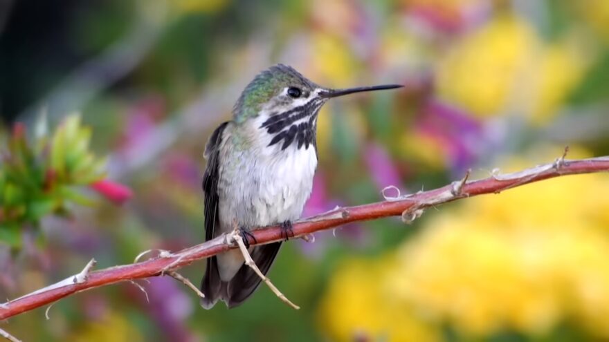 Hummingbird rests on a branch near spring flowers