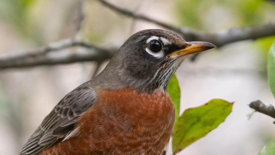 Close up of an American robin with a reddish orange breast perched among green leaves and branches