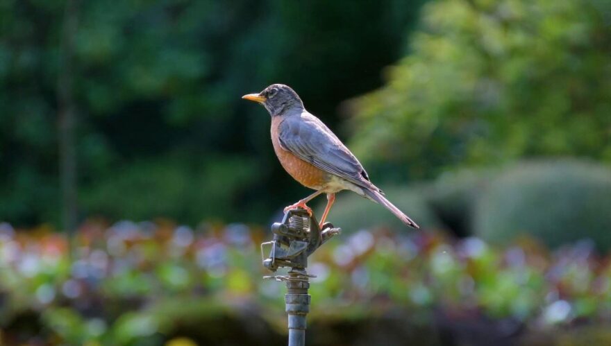 American robin perched on a garden sprinkler with blurred greenery in the background