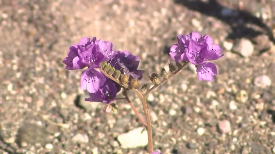 Purple desert flowers grow in sandy soil